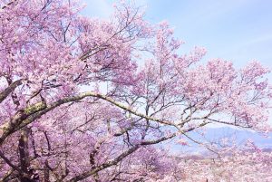 富山ふなん会