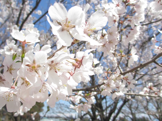 桜３月３０日